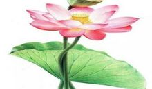 醉美荷花 优秀状物作文400字