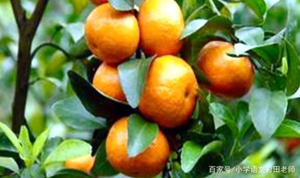 作文刚起步,写景没顺序,这种方法让你布局谋篇来得快