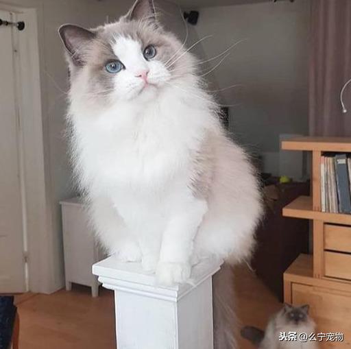 原创 这只布偶猫价值20万，网友看后感叹：这么贵不无道理 2