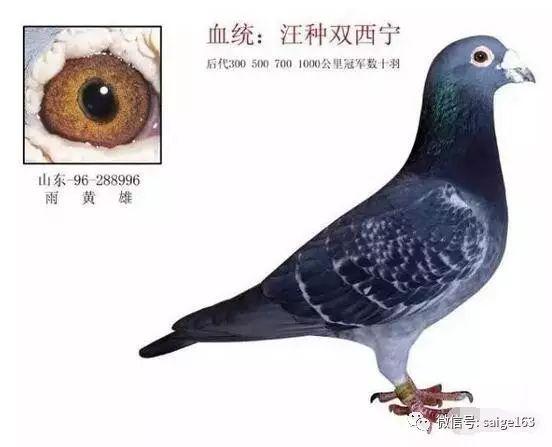 鸽经 | 读“汪顺兴老前辈参赛鸽七不宜”后感！