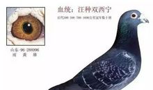 鸽经 | 读“汪顺兴老前辈参赛鸽七不宜”后感！