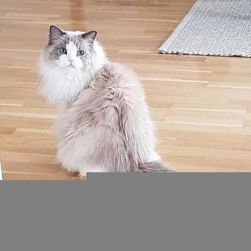 原创 这只布偶猫价值20万，网友看后感叹：这么贵不无道理