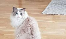 原创 这只布偶猫价值20万，网友看后感叹：这么贵不无道理