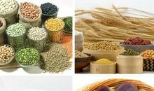 食材好，食才好 食品安全的重要性作文600字