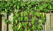 我的乐园 我家的菜地作文600字