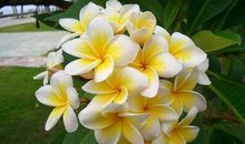 想象作文的其他形式——扩写作文和缩写作文