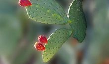 写物的作文：仙人掌的启示