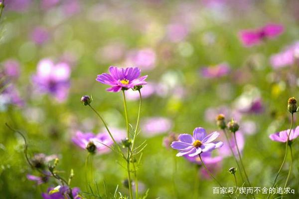 想象作文的其他形式——扩写作文和缩写作文 2