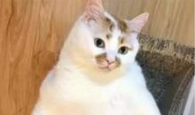 别人家孩子的作文怎么写得那么好？羡慕嫉妒恨！