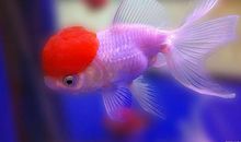 小学生优秀作文赏析——《可爱的小金鱼》