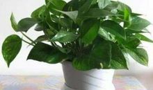 【诗歌】张忠仁 | 近日读后十首