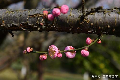 2020届高考作文指导系列之二十六:名言警句类材料作文审题立意 5