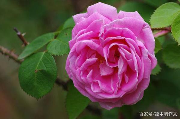 六年级作文:感谢老师鼓励的目光
