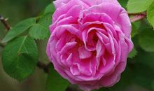 六年级作文：感谢老师鼓励的目光