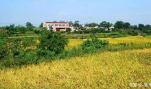 五年级作文：乡下的秋