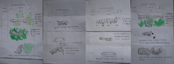 蚕宝宝-观察蚕宝宝作文500字