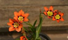 从我的作文教学中想到的