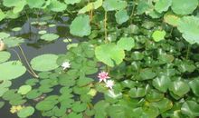 美丽的荷花世界-写景的作文350字