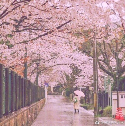 粉红的樱花甜蜜蜜-写景的作文300字