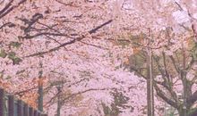 粉红的樱花甜蜜蜜-写景的作文300字