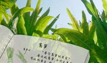 莴笋-描写植物的作文500字