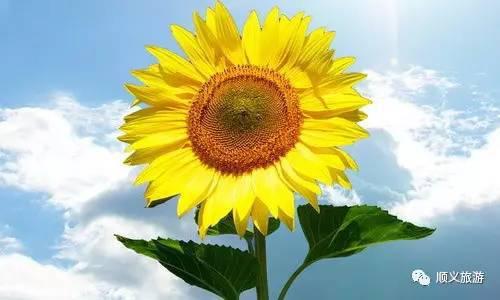 瞧，那向日葵-心中最美的风景作文500字