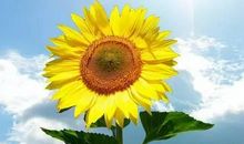 瞧，那向日葵-心中最美的风景作文500字