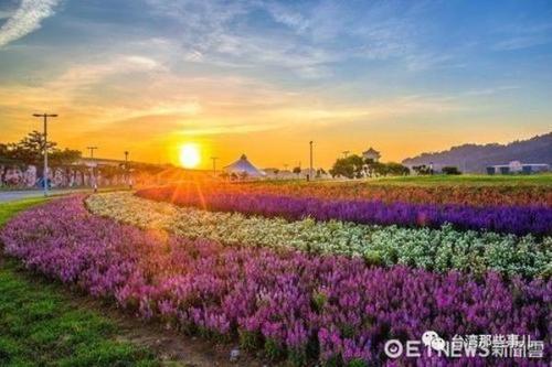 独享花海-写景的作文400字