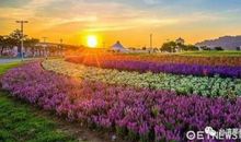 独享花海-写景的作文400字