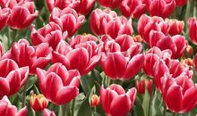 小学生作文｜品味生活