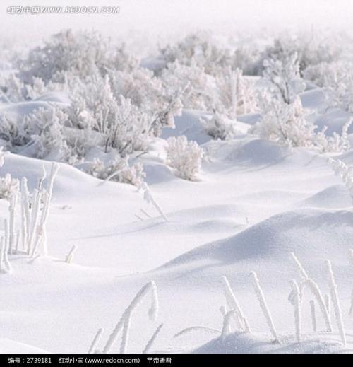 冬天的雪景_350字