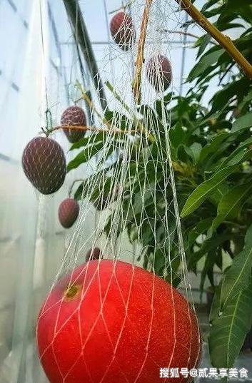 揭秘天价芒果“太阳蛋”，日本是怎么种的，看后感叹万分呀 8