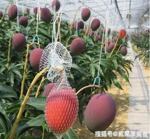 揭秘天价芒果“太阳蛋”，日本是怎么种的，看后感叹万分呀 6