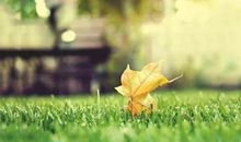 中考满分作文范文：《秋韵》