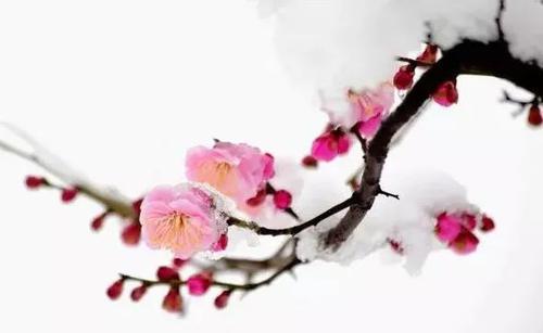 伊霜雪送春，赞灼灼其梅_800字