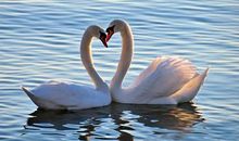 天鹅湖 美丽的风景作文300字