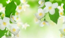 胡思语：镌刻在茉莉花中的约定|“我写2019中考作文”系列⑯