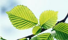 原创 文言作文：《古风雅韵说》，亟盼祖国安宁，渡此患难，遗诗表意