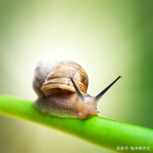 四年级作文:观察小蜗牛