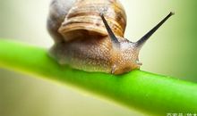 四年级作文：观察小蜗牛