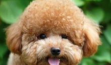 中年级作文——我最喜欢的小动物（小狗）优秀例文及点评