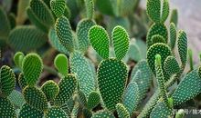 六年级作文：仙人掌的启示