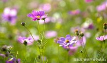 初中阶段重点学习的作文——感悟式作文