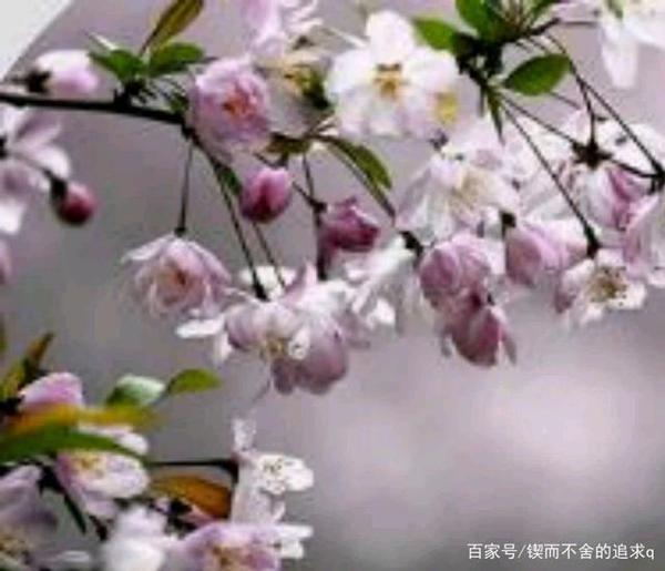 初中阶段重点学习的作文——感悟式作文 1