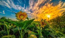 关于向日葵的作文：面朝太阳的花儿