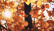 小记课堂|描写秋天绝佳素材小记者你们的作文肯定用得上！