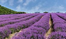 一株薰衣草-优秀记叙文800字