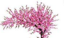 我的植物朋友――老桃树作文400字