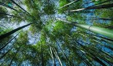 【小荷作文展】读破万卷书，下笔有如神！作文就是这么简单！