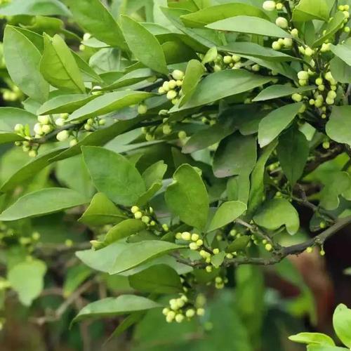 花瓣飘香满心扉 ――读《永远的香橙树》有感_1200字
